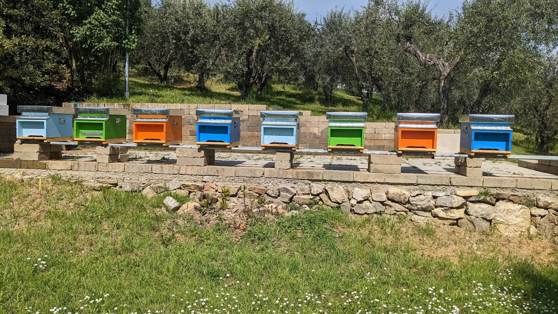 Le arnie colorate allineate nell'oliveto dell'azienda