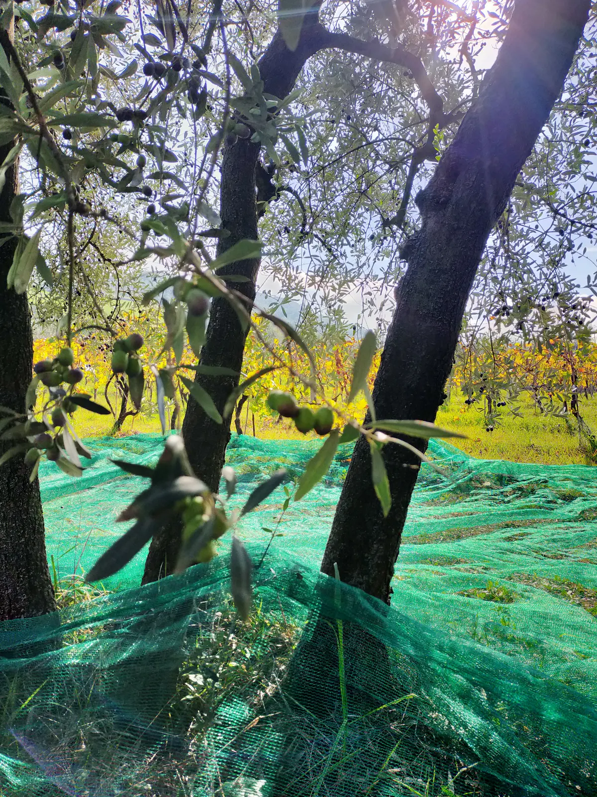 Oliveto dell'azienda controluce, con le reti stese per la raccolta